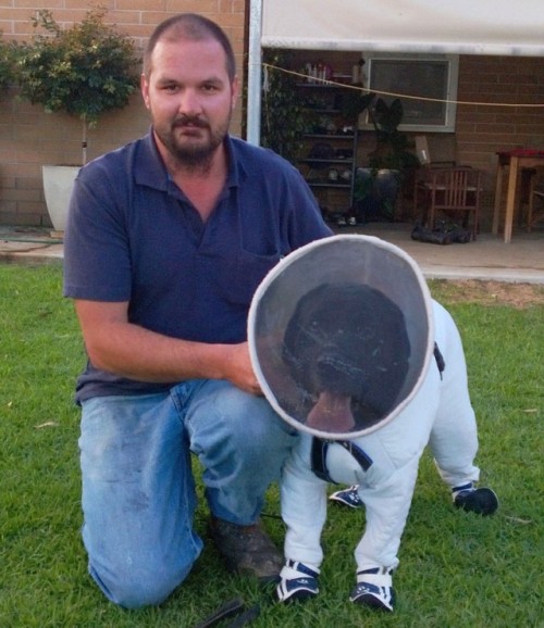 dogaesthetics: sirfrogsworth: This is Bazz the Beekeeper. A black lab who is specially trained to sniff out disease in bee hives. In Australia the bees do not stay inside and it isn’t safe for Bazz to go in sniffing without protection. So his owner