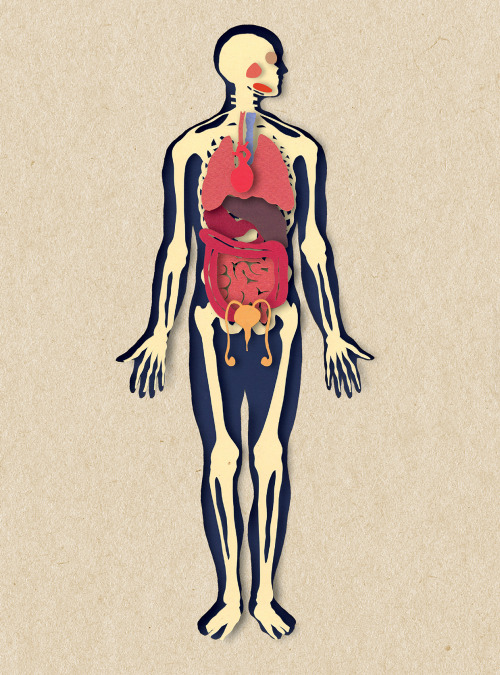 devidsketchbook:“BIOTUD APPLICATION - NERVOUS SYSTEM” BY VARGA NATALIAHungary, Budapest 