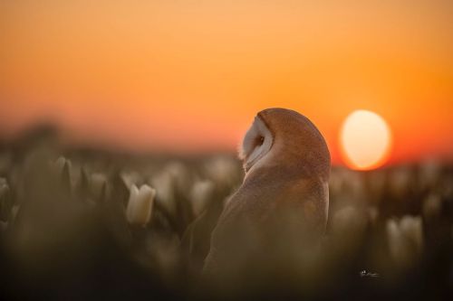 maureen2musings: Lusi tanja_brandt