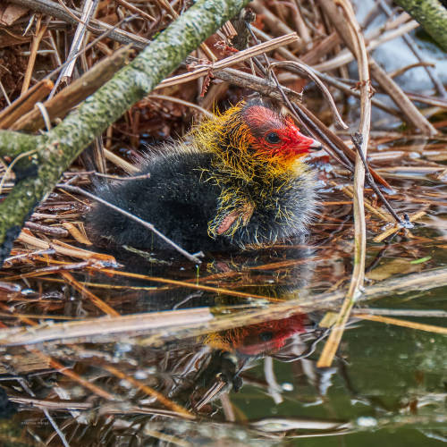 The first adventure of a little coot