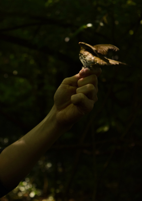 Little Bird