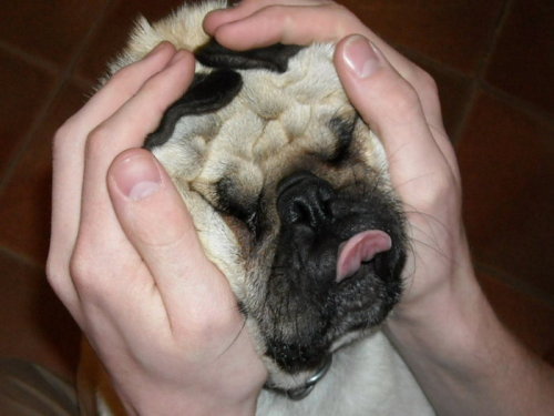 singing-satyr:Can I justPugs.