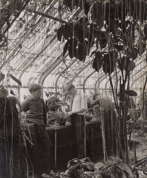  Arnold Eagle.  Three men stand in a greenhouse, about 1940–1942.  