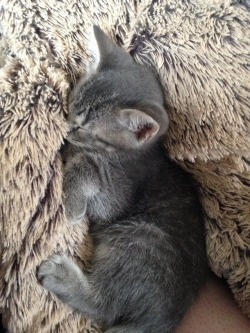 jxhnseeds:  we got two new kittens, my mom