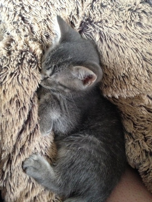 jxhnseeds:  we got two new kittens, my mom named one angus but this lil guy is mine and his name is Rook <3 