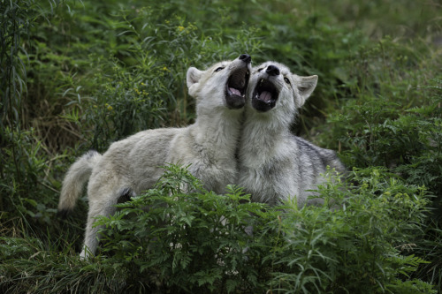 her-wolf: Howlin’ good time.. by  Daniel Parent   