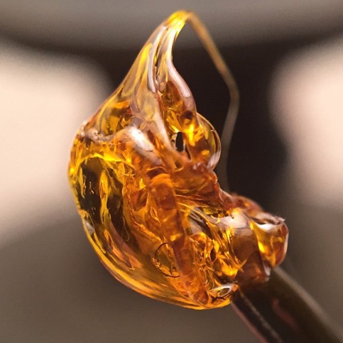 terpsincluded:  Cherry AK #golddrop #cherryak #ak47 #golddropco #shatter #snapnpull #oil #dabs #terpsincluded #terpenes #macro #710 #prop215 #cannabis @golddropco