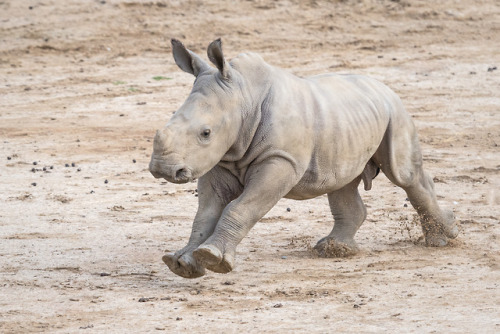 sdzoo: Baby rhino, Justin at the San Diego Zoo Safari ParkPicture by Todd Lahman