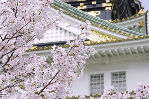 ileftmyheartintokyo:Sakura rhapsody♪ 桜狂想曲♪ by Yoozigen on Flickr.