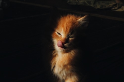 follypop:Yes…I took pictures of my friends kitten.