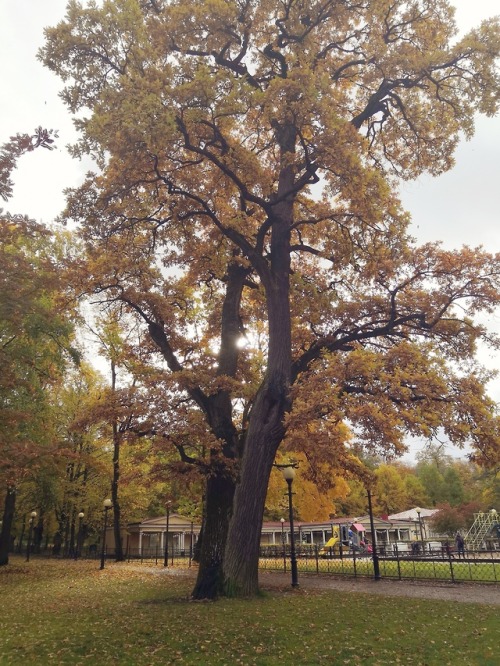 A walk in Kadriorg park