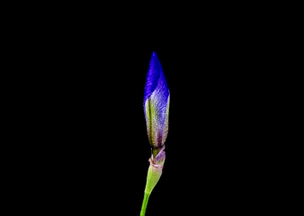 just-be-magnificent:  Time-Lapse: Watch Flowers Bloom Before Your Eyes (x) 