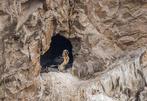 ainawgsd:Bearded VultureBearded vultures have reddish yellow or white plumage on the head and breast