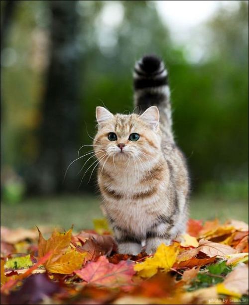 Porn Pics kissmycountryass:  Is this a munchkin cat?