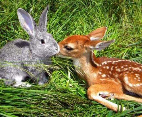 thedailybunnies - OMG Bambi and Thumper in real life!! #rabbit...