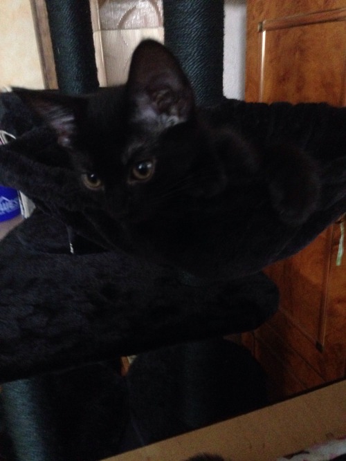 Happy black cat appreciation day! ^-^ This is my cute kitten Luna. She’s absolutely adorable, 