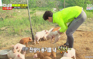 gyujin:  Jinyoung vs. piggies 