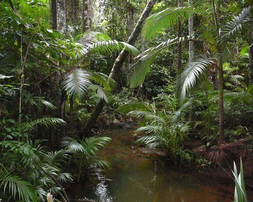 oceaniatropics: Littoral rainforest, Queensland, by Dave Kimble