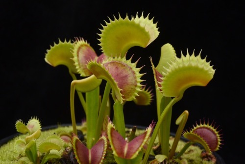 jeremiahsplants:Beautiful Venus Flytraps clones from the greenhouse May 2016 -Jeremiah-