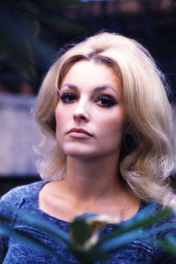 lovesharontate:   Sharon Tate, 1965 