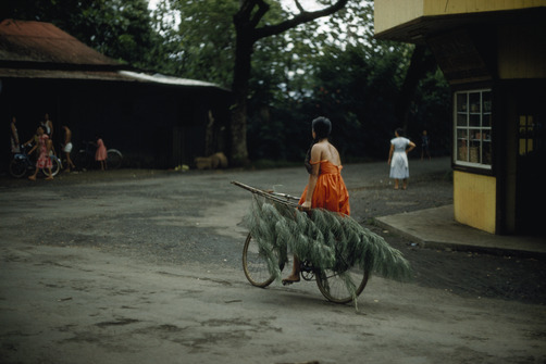 unrar:  Woman holds ironwood branch while riding bicycle, French Polynesia, Luis