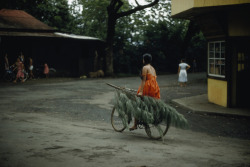 unrar:  Woman holds ironwood branch while riding bicycle, French Polynesia, Luis Marden.  