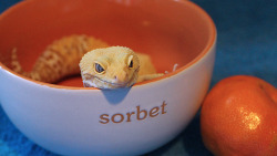 pastrygeckos:She didn’t care that the bowl