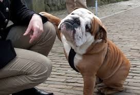 danlhowell66:  And people say bulldogs aren’t cute