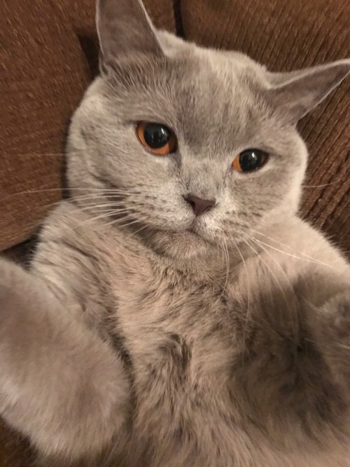 mostlycatsmostly: olive!(submitted by @86daysbefore)