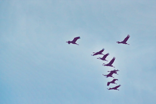 marcel-and-his-world:Cielo azurro. Blue Sky. Blauer Himmel. Edited shot of cranes landing at the Bal