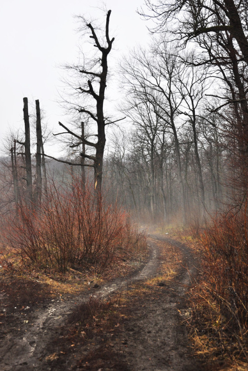 The road to the fog