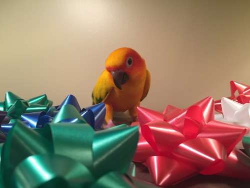 pepperandpals:Here’s a photoset of Mango being confused by bows