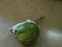 I lurve watermelón dis mach