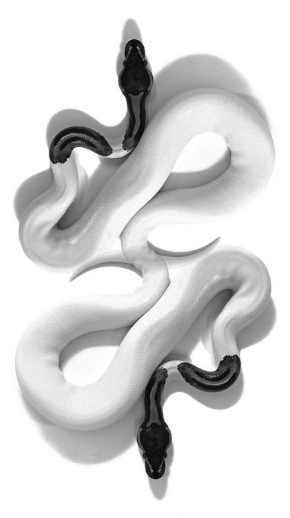 lecitykitty:  Duality  