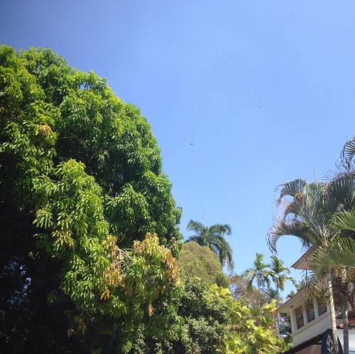 mezclaostudio: Blue sky in the tropics during #carnaval2016 de #panama #panamagram #bellavista #tre