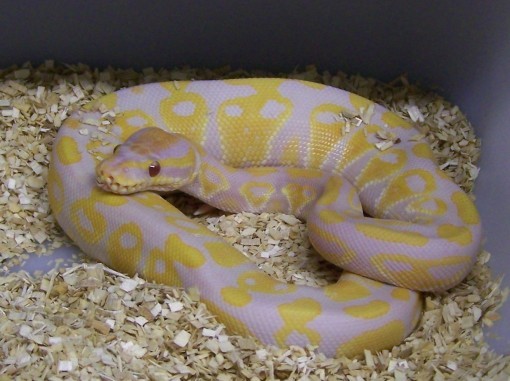 Ball Pythons Morphs Pictures Gallery Living Art Reptile