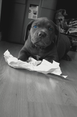 visualechoess:    Evidence - The Dog Ate My Homework by Ivan Amezcua  