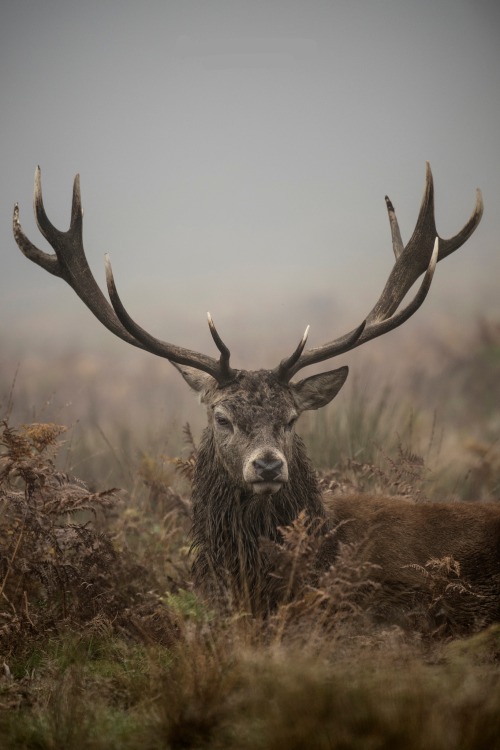 Porn beautiful-wildlife:  The King of Richmond photos