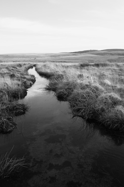 stephenearp:  Gallaven Brook, Scorhill 