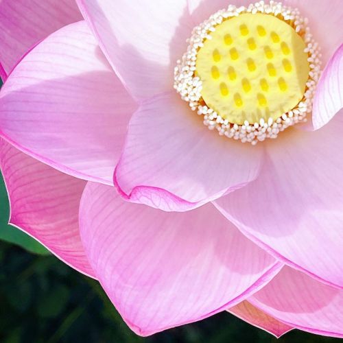 Every year towards the end of August the lotus blooms in the pot outside of Hunter Gather. I truly d