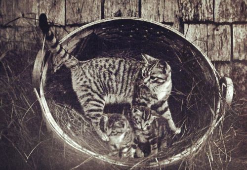 Photos of cats were popular long before the internet. Here a mother kitty and her babies hang out in