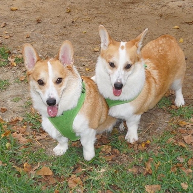 corgnelius:  Look at this photo @odie_and_peso took of the boys. It’s like Corgi