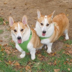 corgnelius:  Look at this photo @odie_and_peso