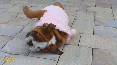  WATCH A CUDDLY BULLDOG PUPPY TRY ITS DARNDEST TO GET UP “I’ve fallen and I can’t get up”  aww this video put a big smile on my face!! its so kelso & rollie!