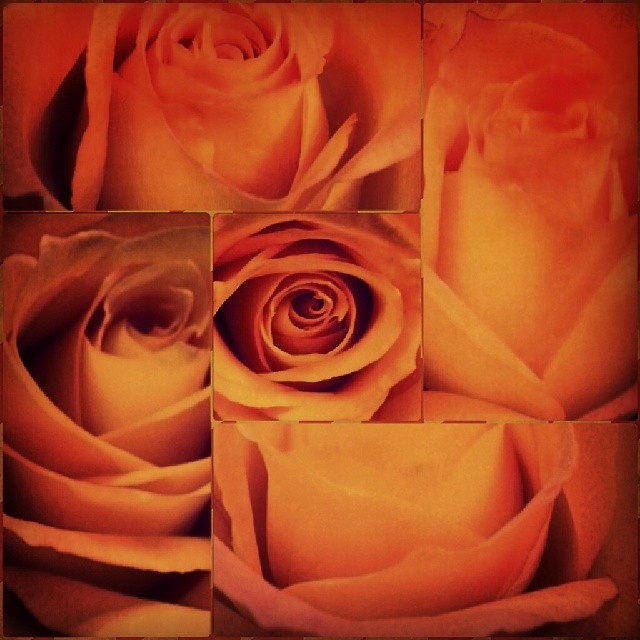 El Fuego #Fuego #Fire #Rojo #Red #orange #anaranjado #Rouge #Roses #Rosas #Flores