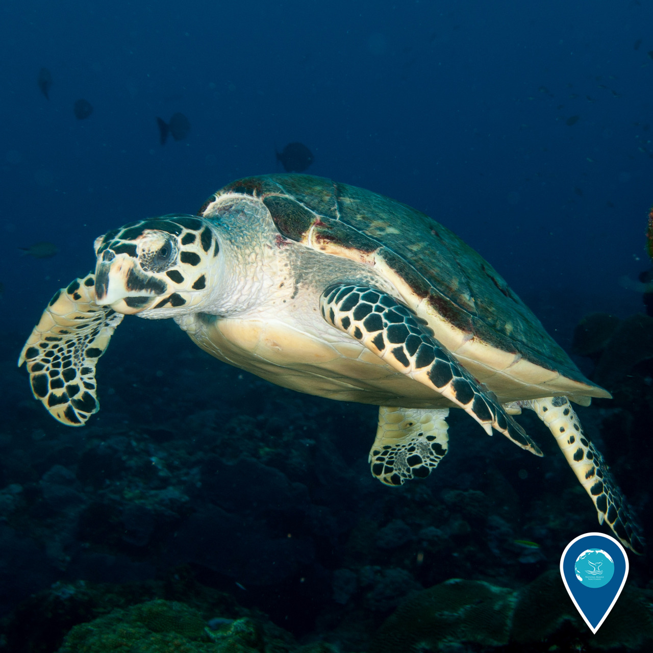 noaasanctuaries:
“ It’s World Sea Turtle Day! Sea turtles like this hawksbill in Flower Garden Banks National Marine Sanctuary have existed on Earth for 100 million years, but threats like climate change, hunting, egg harvesting and marine debris...