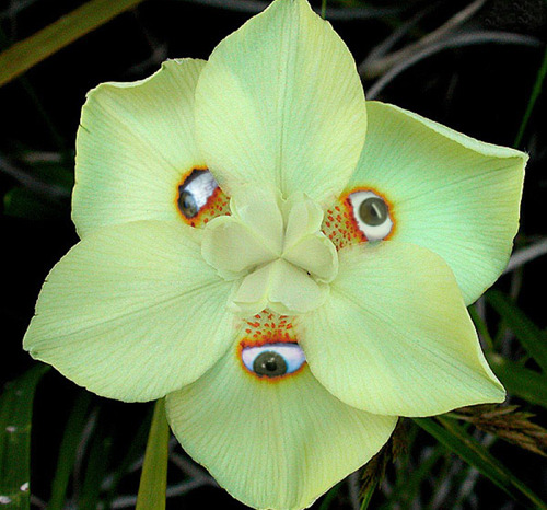 seapuke:Cattleya Munchid