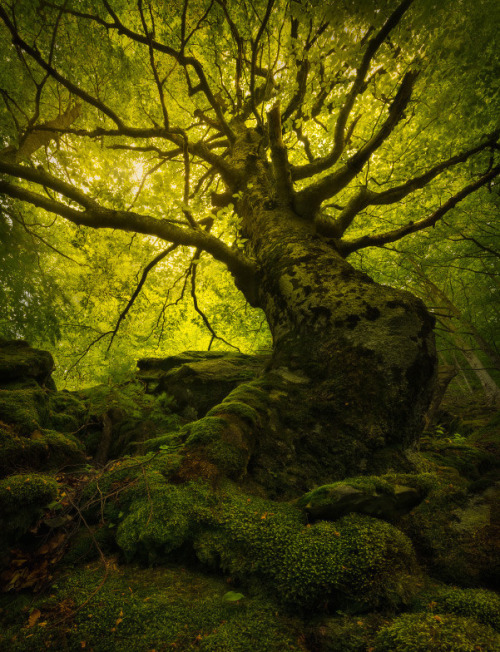 opticallyaroused:   King of the Forest   Enrico Fossati  