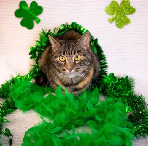 The Animal Rescue League of Berks County Pennsylvania is holding a St.Patrick’s Day event to find ho