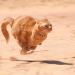 heavensickness:I googled “how fast can cats run” and the images are making me cry